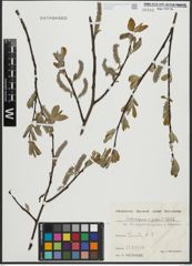Foto von Salix appendiculata Vill. x Salix caprea L.